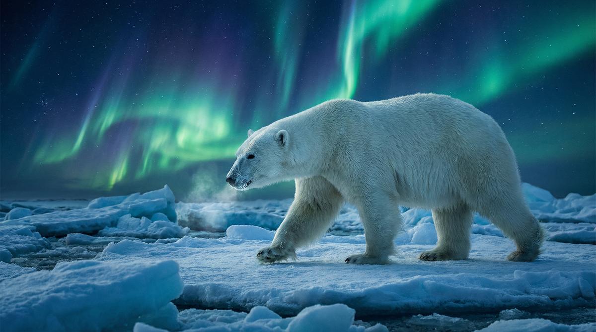 网红主播北极熊视频